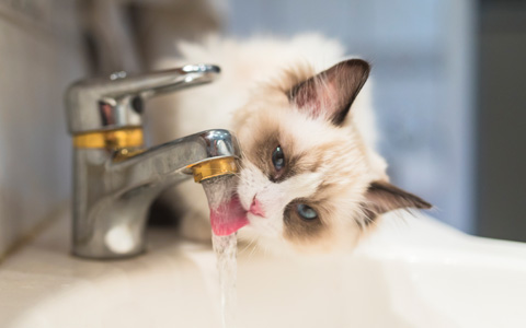 WAS BEDEUTET TRINKWASSER? ESBE ERKLÄRT DAS SO: